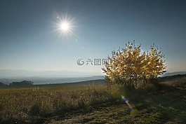 樹,國家,秋
