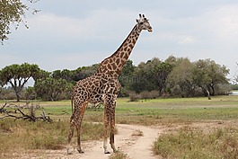 長頸鹿,自然,野生動物園