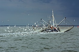 北海,漁船,海鷗