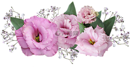 花,安排,粉色花