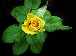 玫瑰,黃色,花
