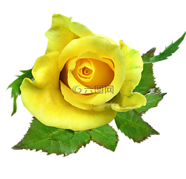 玫瑰,花,黃色