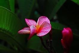 美麗,姜黃色百合花,花