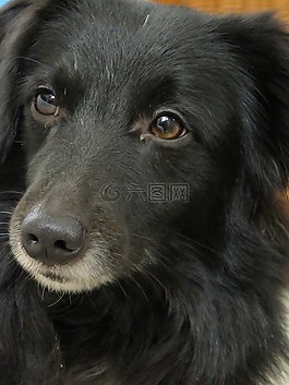 狗,寵物,黑