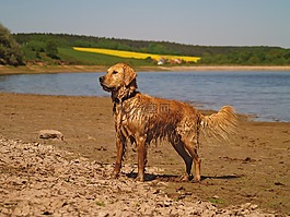 金毛獵犬,狗,寵物