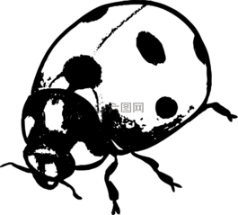瓢蟲,甲蟲，昆蟲,昆蟲