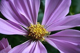 花,紫,紫色