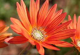 非洲菊,花,橘黃色