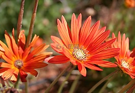 非洲菊,花,橘黃色
