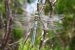 蜻蜓,昆蟲,棒蜻蜓