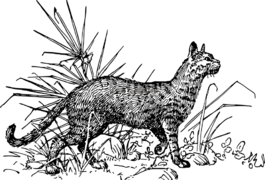 動物,貓,哺乳動物