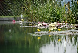 池塘里游,bioteich,池塘