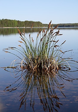 湖,性質(zhì),夏天