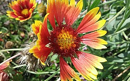 毯子花,花,gaillardia