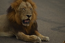 獅子,非洲,野生動物園