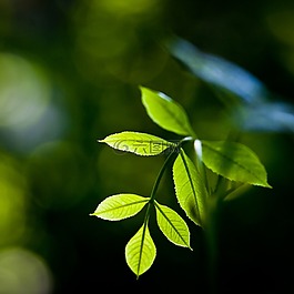 植物,葉子,綠色