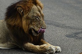 獅子,非洲,野生動物園