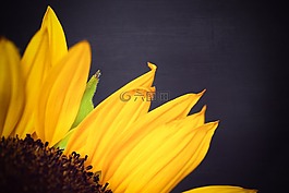 向日葵,黃色,花瓣