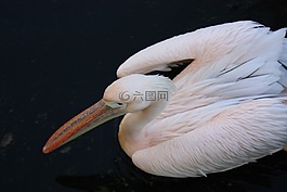 鵜鶘,鳥,玫瑰