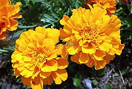万寿菊,黄色,花