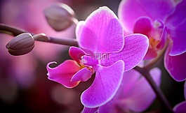 蘭花,花,開花