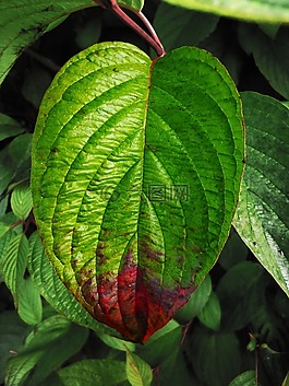 片,對(duì)比,綠色