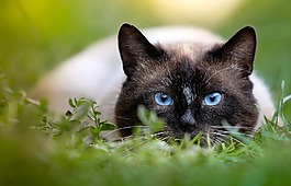 猫,狩猎,暹罗猫