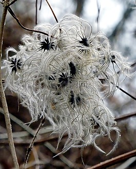 草,冬天,森林