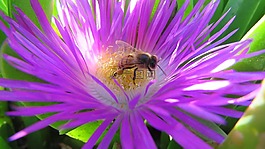 花,蜜蜂,自然