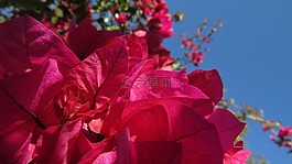 自然,顏色,花