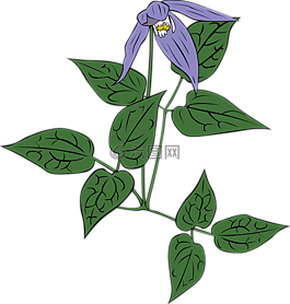 花,紫色,植物