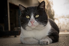gato,動物,寵物