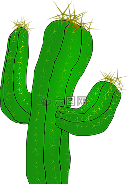 仙人掌,沙漠,植物