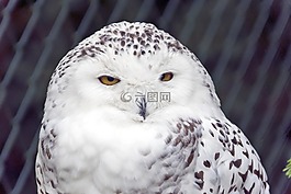 雪鸮,猫头鹰,鸟