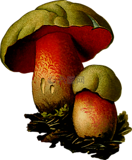 真菌,菌類,蘑菇