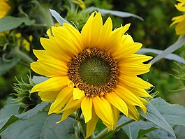 花,太陽花,黃色