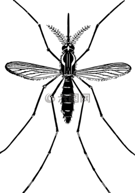 動物,飛,昆蟲