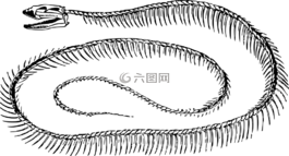 動(dòng)物,骨,死亡