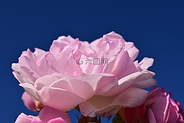 玫瑰,粉紅色,粉紅色的玫瑰