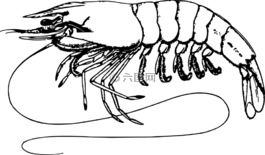 動(dòng)物,甲殼動(dòng)物,食品