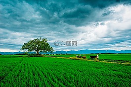 麥田,農(nóng)業(yè),綠草地