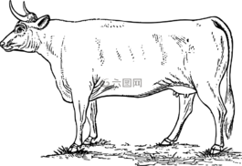 動(dòng)物,牛,農(nóng)場(chǎng)
