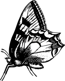動物,蝴蝶,昆蟲