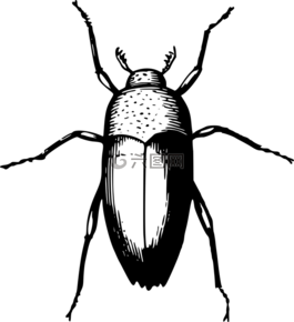 動物,甲蟲,甲蟲，昆蟲