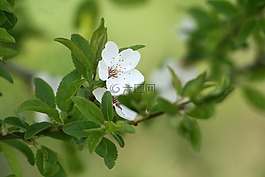 春天,花卉,白