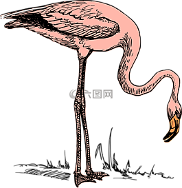 鳥(niǎo),火烈鳥(niǎo),自然