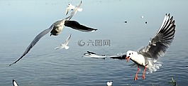 海鷗,鳥,登陸
