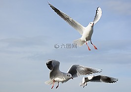 海鷗,鳥,飛