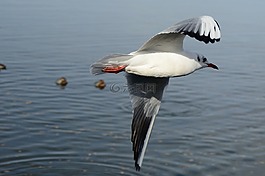 海鷗,鳥,飛