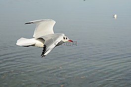 海鷗,鳥,飛